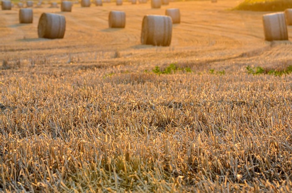 Wieniec dożynkowy ze zboża i kwiatów jako centralny element dekoracji